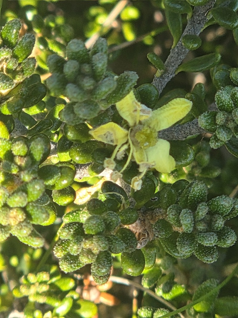Asterolasia trymalioides subsp. trymalioides photo 3