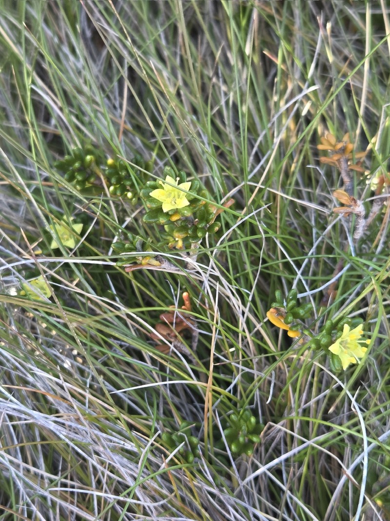 Asterolasia trymalioides subsp. trymalioides photo 4