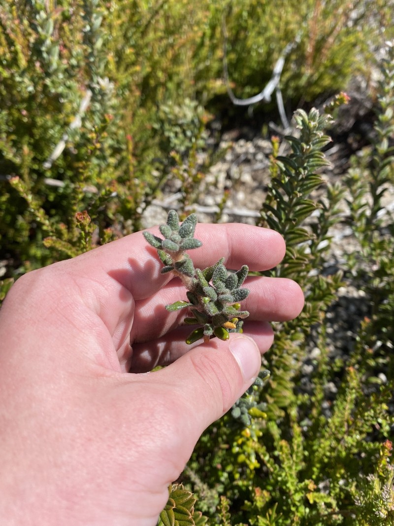 Asterolasia trymalioides subsp. villosa