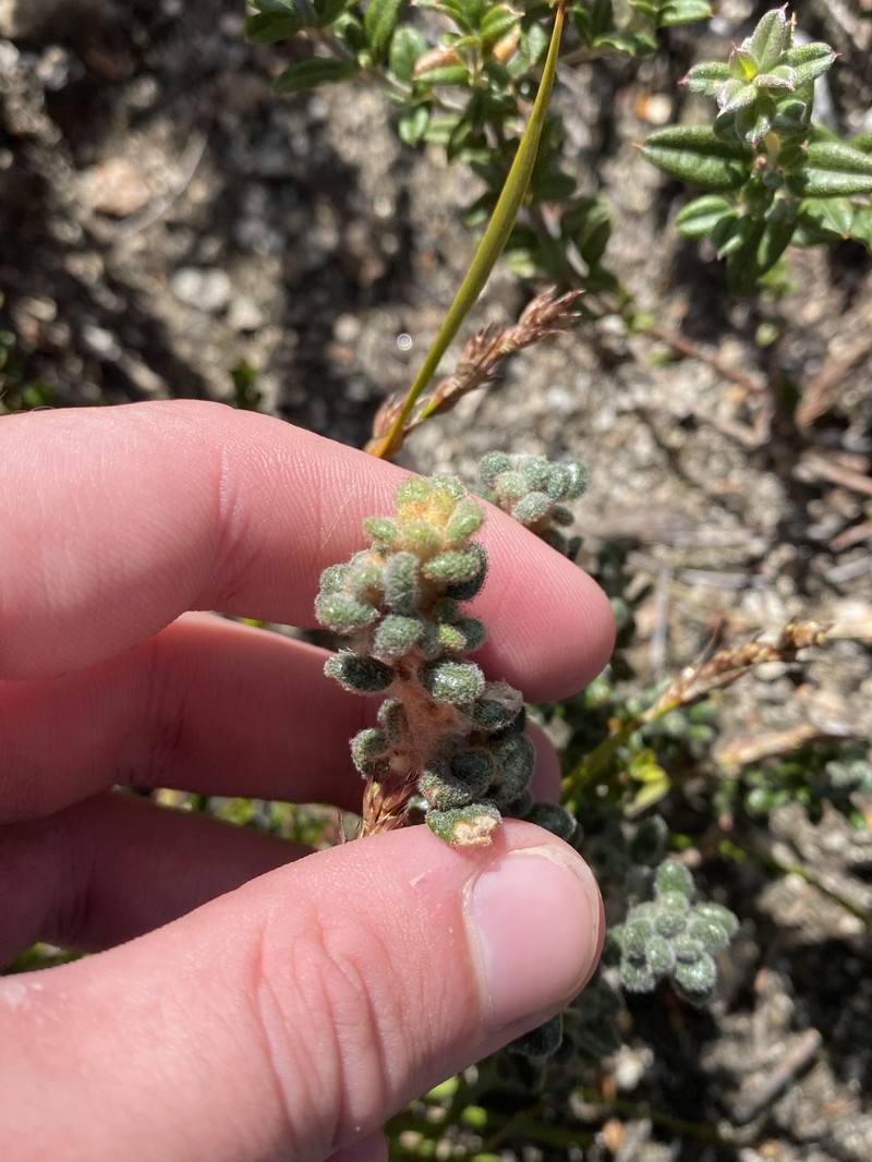 Asterolasia trymalioides subsp. villosa photo 2