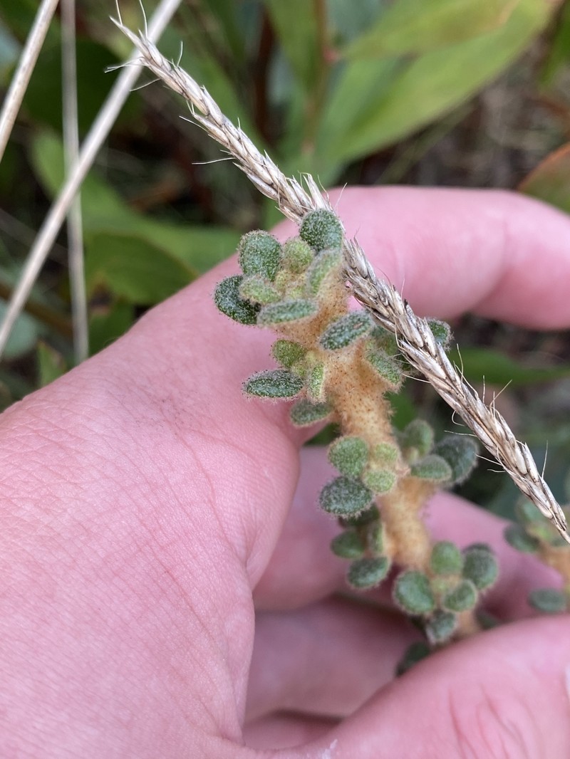 Asterolasia trymalioides subsp. villosa photo 3