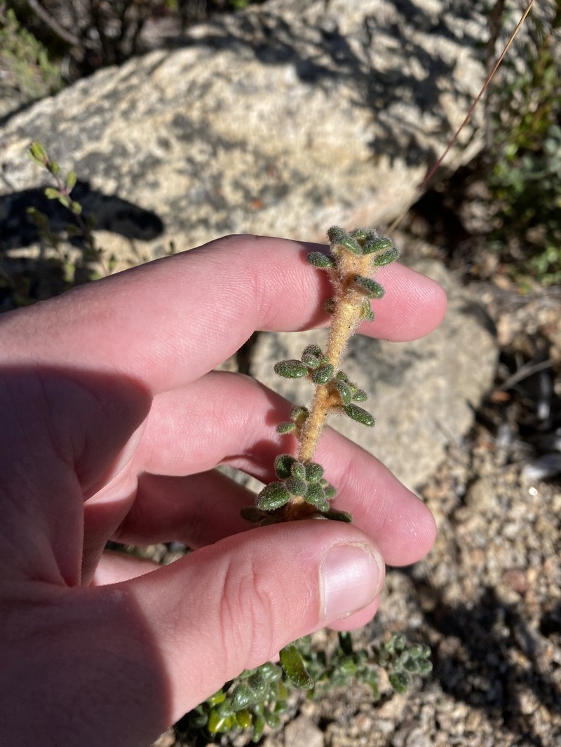 Asterolasia trymalioides subsp. villosa photo 4