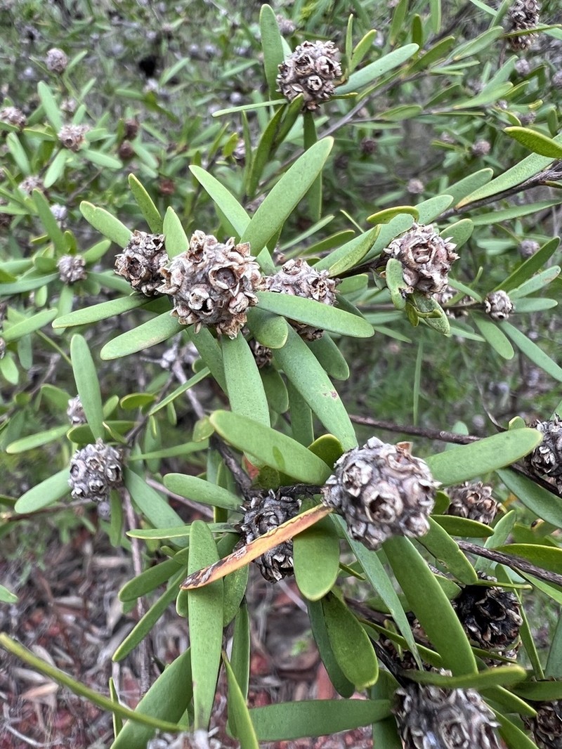 Asteromyrtus angustifolia