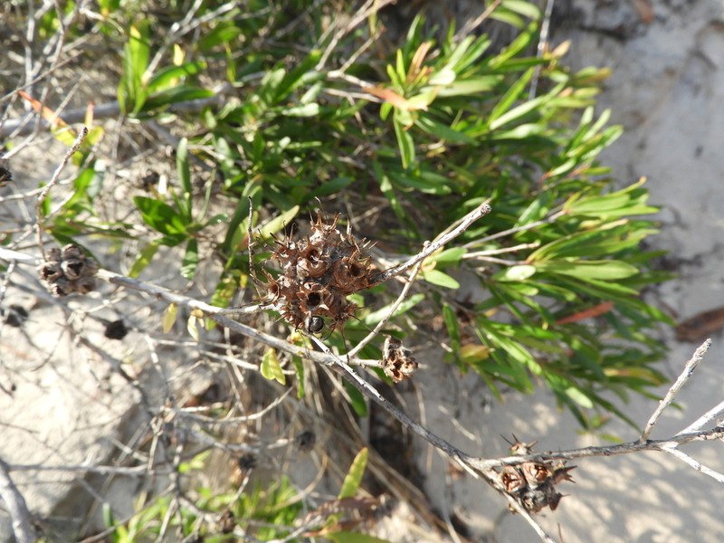 Asteromyrtus angustifolia photo 3