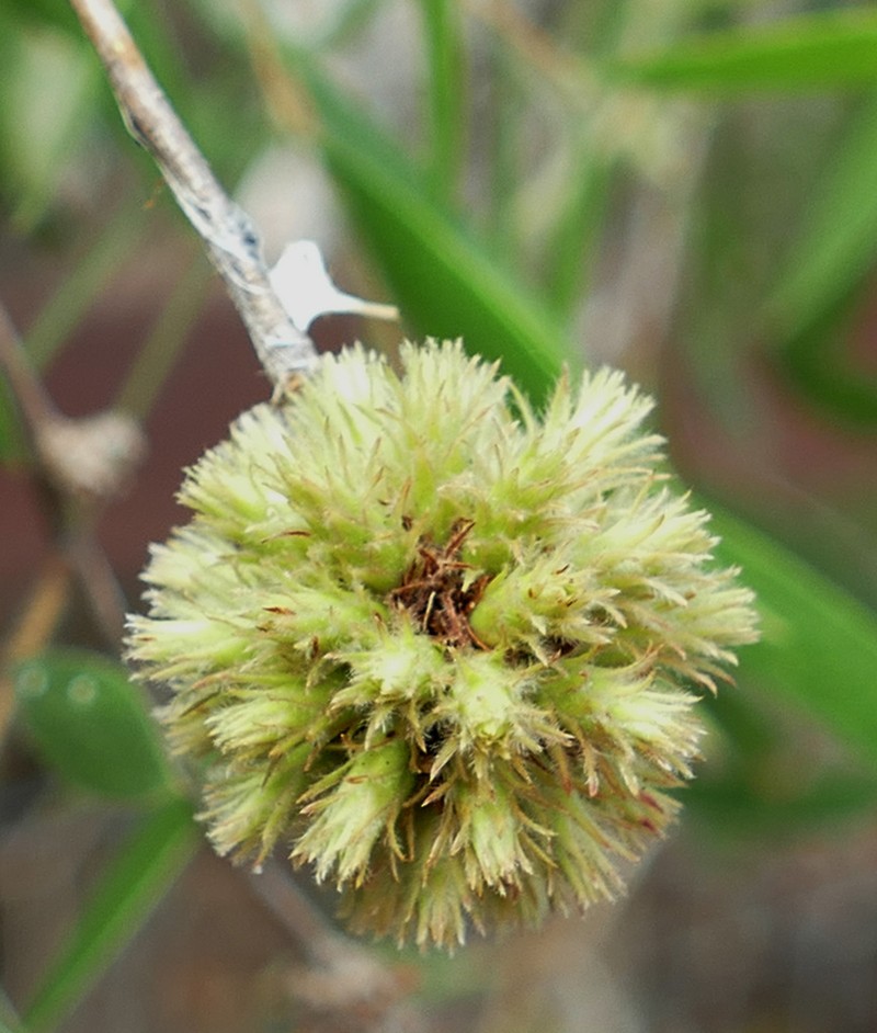 Asteromyrtus angustifolia photo 4