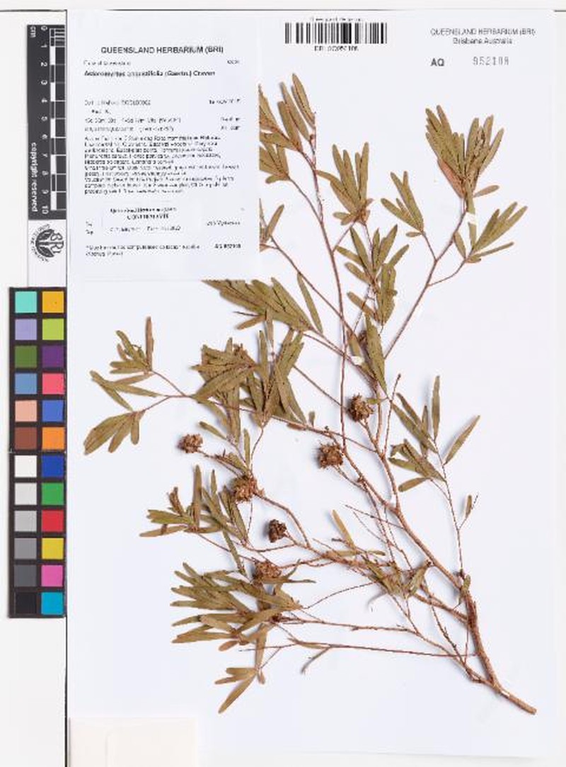 Asteromyrtus angustifolia