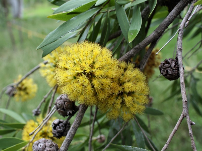 Asteromyrtus arnhemica