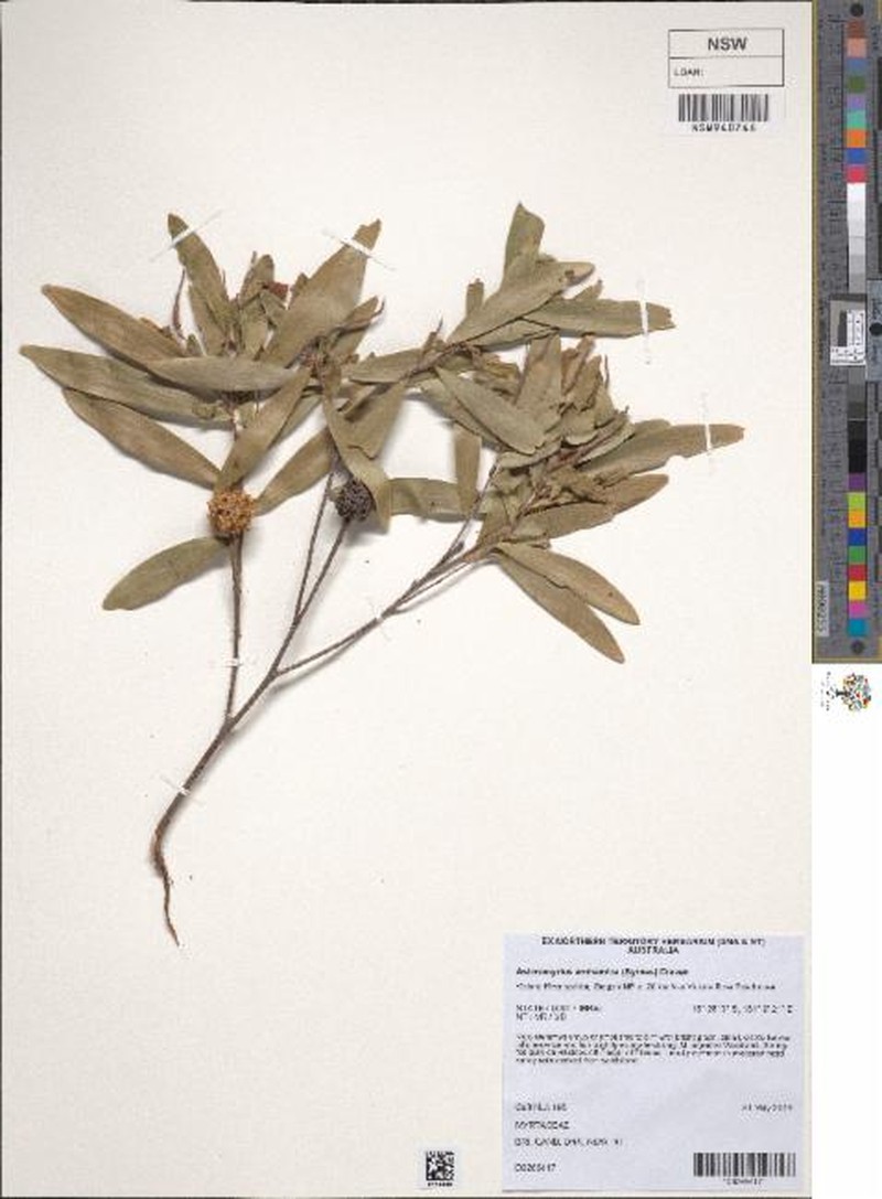Asteromyrtus arnhemica