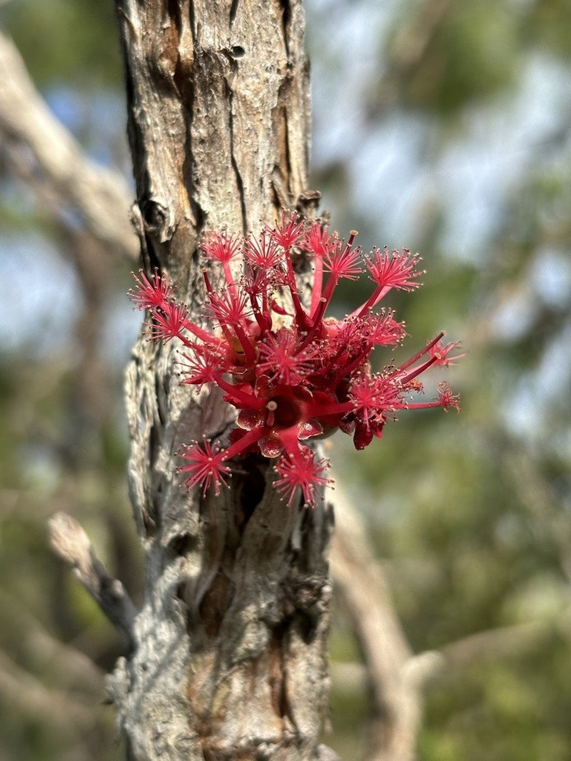 Asteromyrtus brassii photo 2