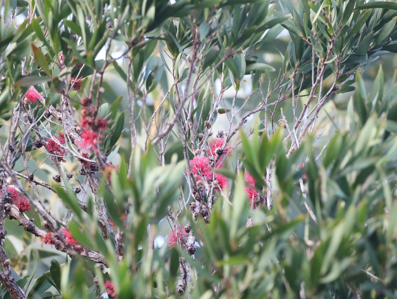 Asteromyrtus brassii photo 3