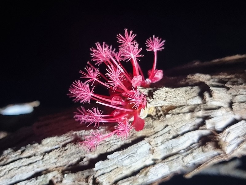 Asteromyrtus brassii photo 4