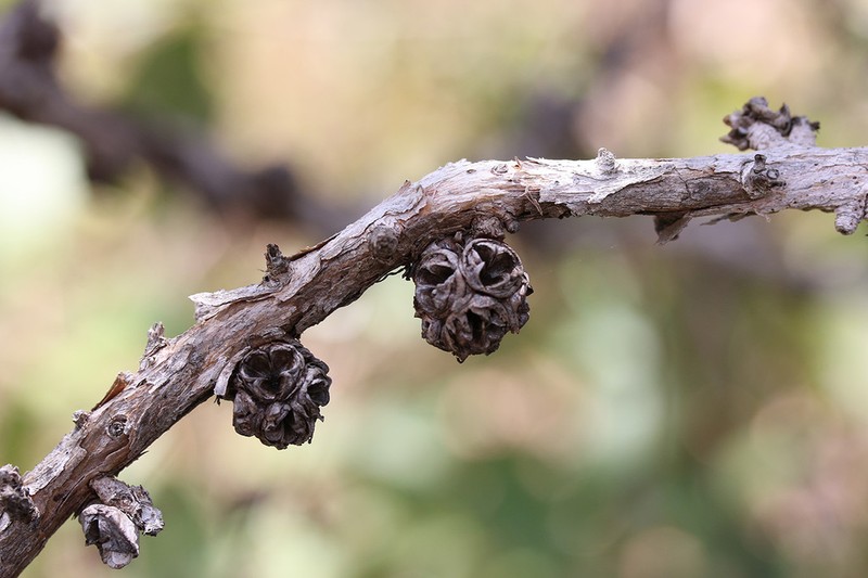 Asteromyrtus brassii photo 5