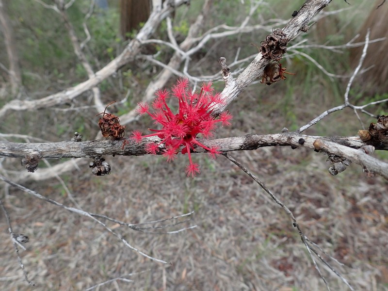 Asteromyrtus brassii photo 6