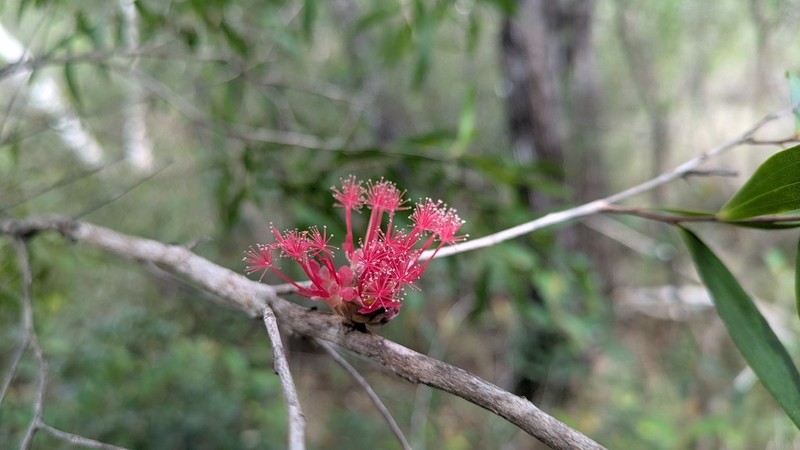 Asteromyrtus brassii photo 7