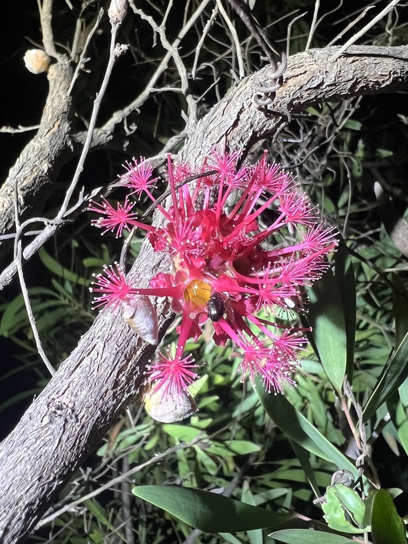 Asteromyrtus brassii photo 8