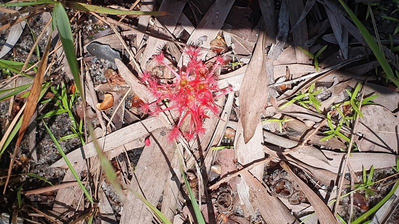 Asteromyrtus brassii