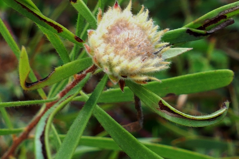 Asteromyrtus lysicephala