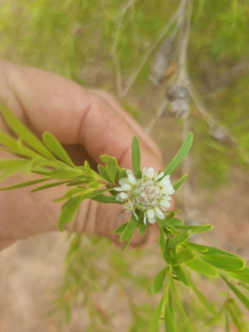 Asteromyrtus lysicephala photo 2