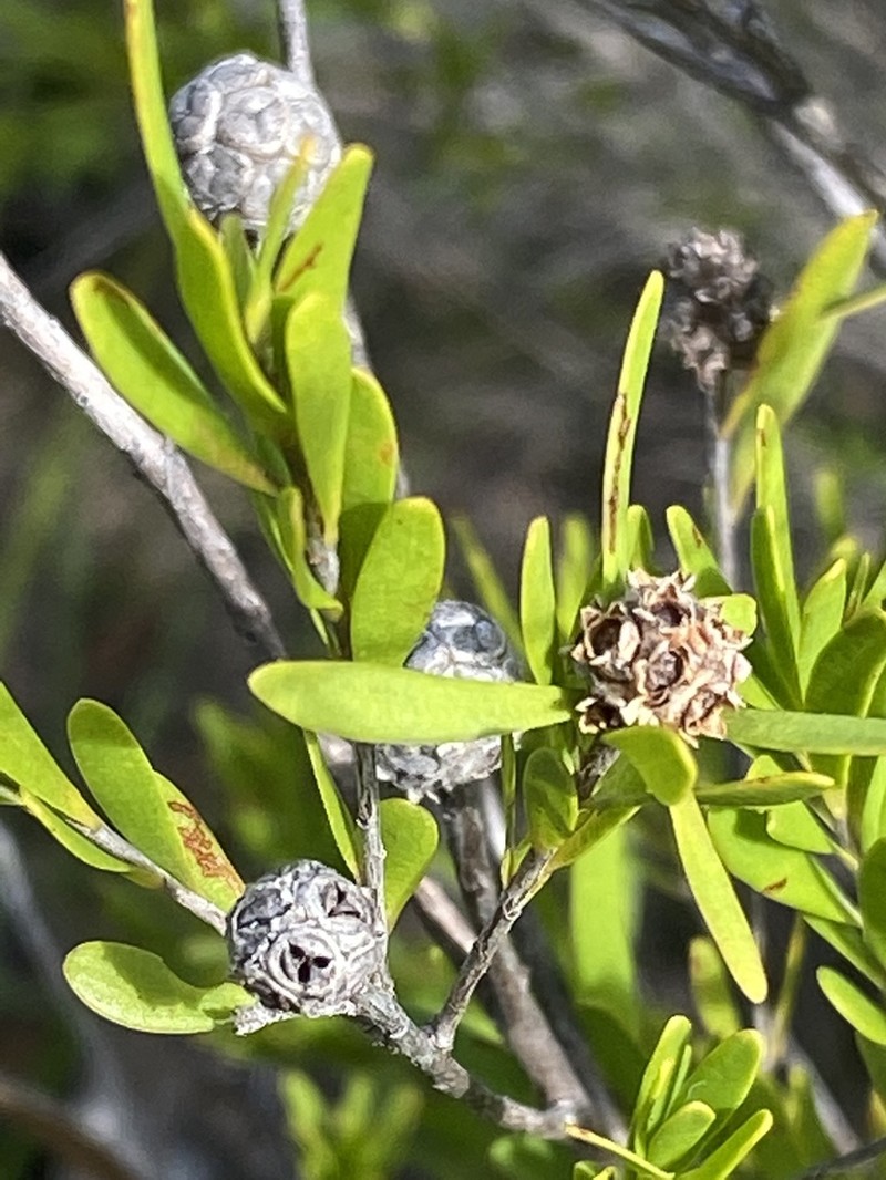 Asteromyrtus lysicephala photo 3