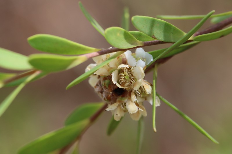 Asteromyrtus lysicephala photo 4