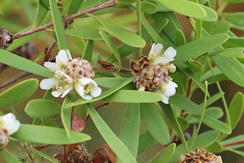 Asteromyrtus lysicephala photo 5