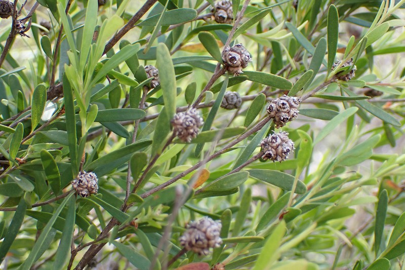 Asteromyrtus lysicephala photo 6