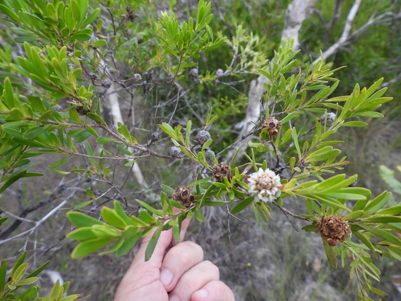 Asteromyrtus lysicephala photo 7