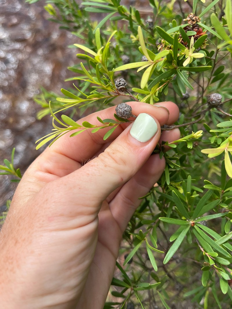 Asteromyrtus lysicephala photo 8