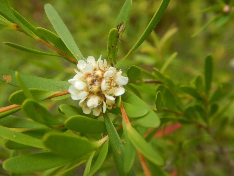 Asteromyrtus lysicephala