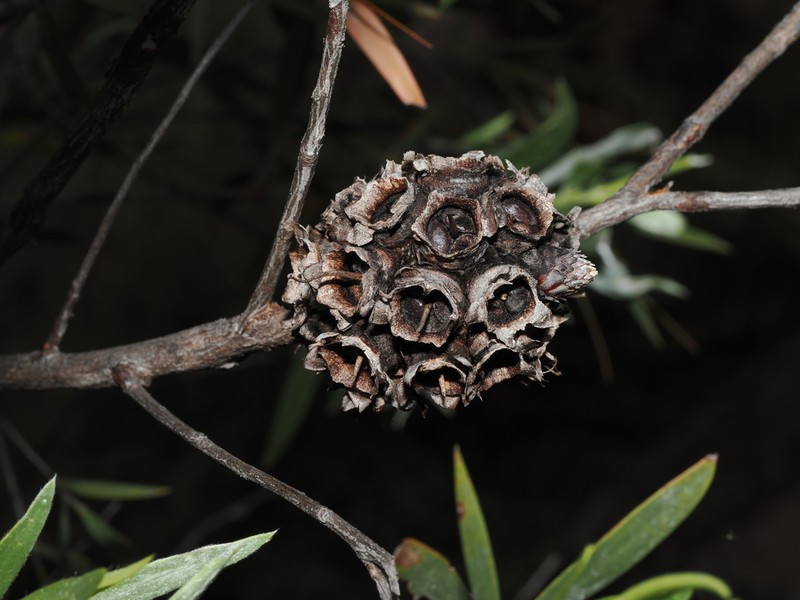 Asteromyrtus magnifica photo 3