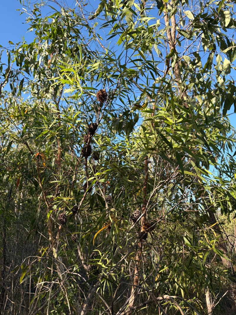 Asteromyrtus magnifica photo 4