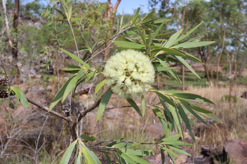 Asteromyrtus magnifica photo 5