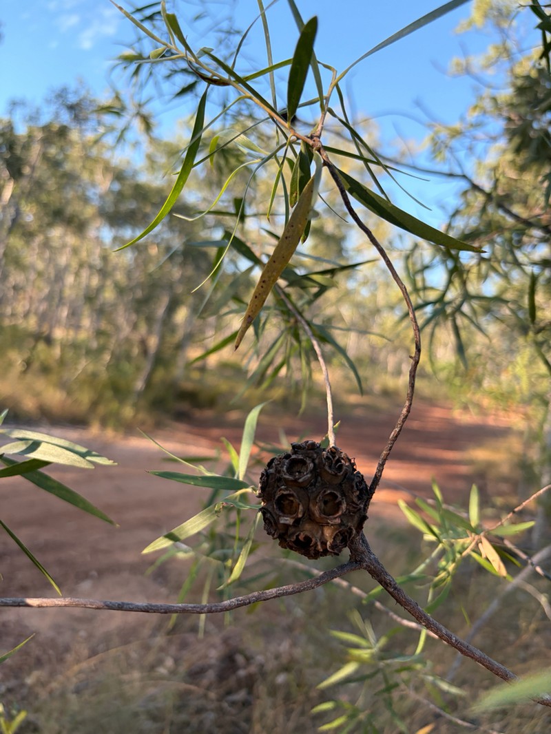 Asteromyrtus magnifica photo 6