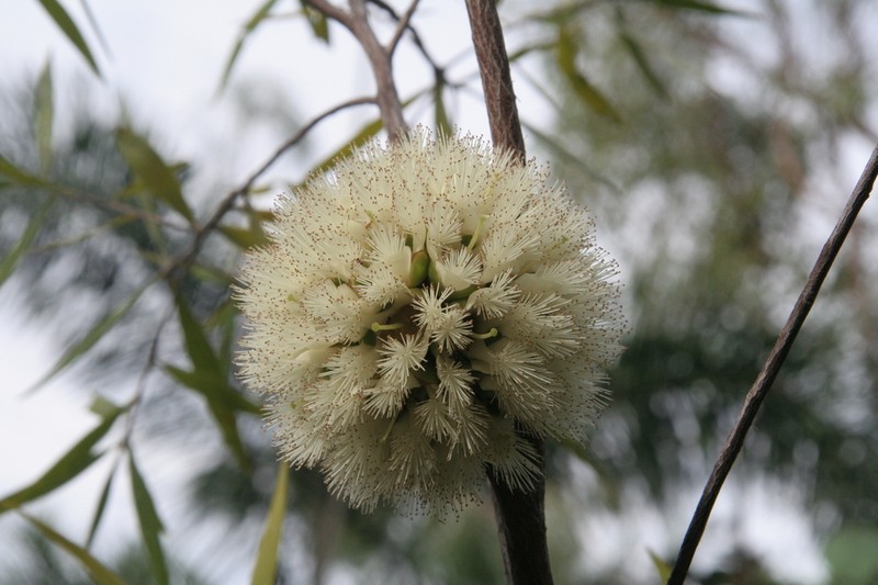 Asteromyrtus magnifica photo 7
