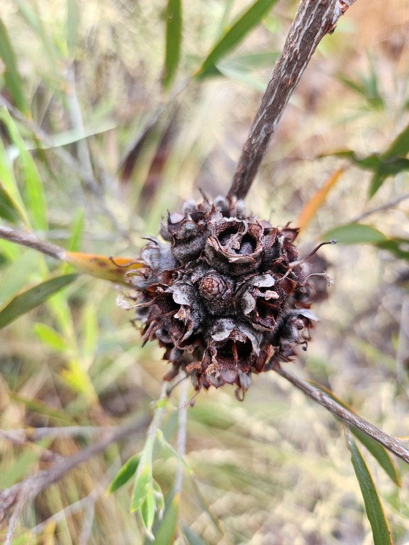 Asteromyrtus magnifica photo 8