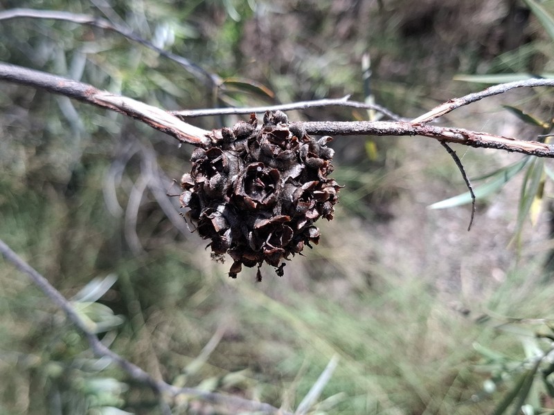 Asteromyrtus magnifica
