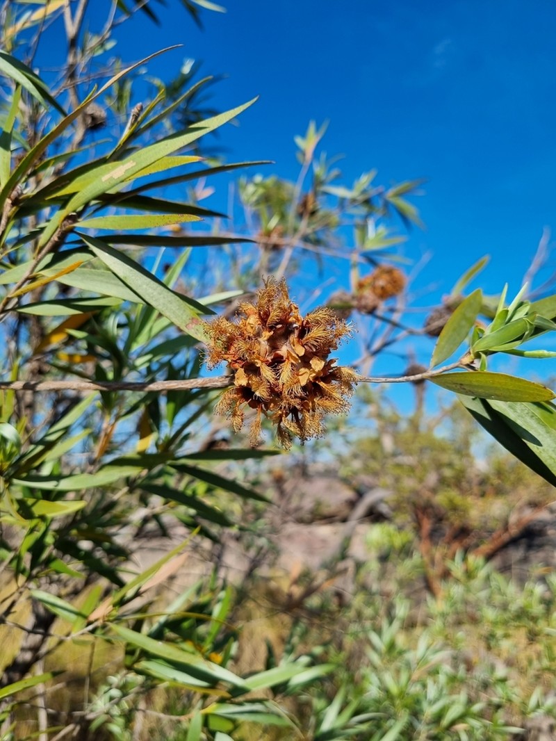 Asteromyrtus magnifica photo 2