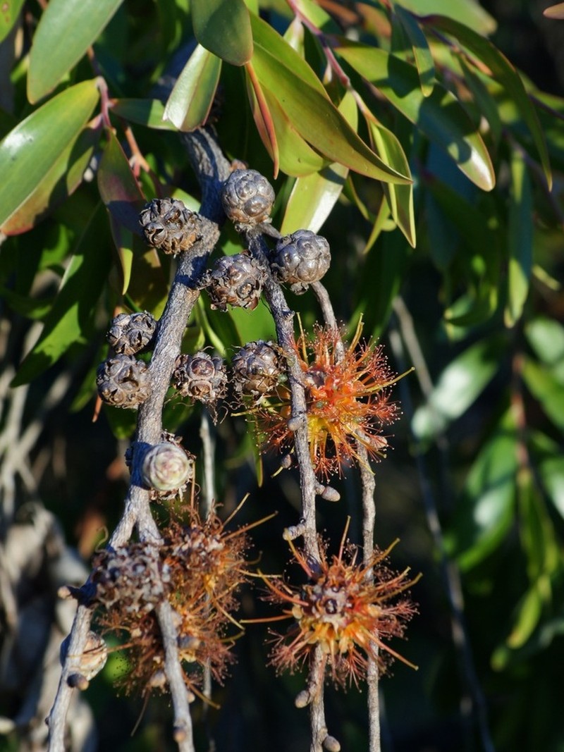 Asteromyrtus symphyocarpa