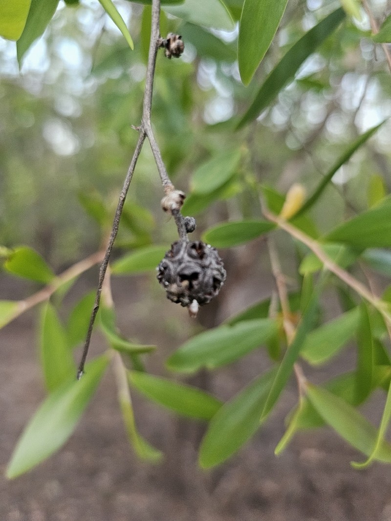 Asteromyrtus symphyocarpa photo 2