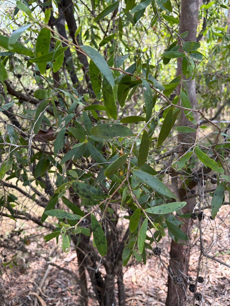 Asteromyrtus symphyocarpa photo 3