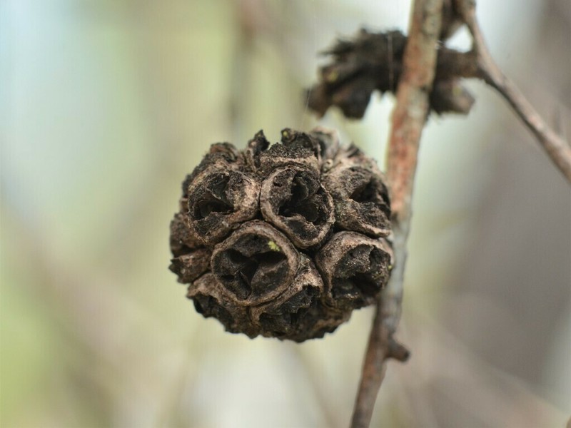 Asteromyrtus symphyocarpa photo 4