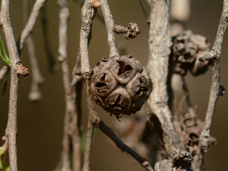 Asteromyrtus symphyocarpa photo 5