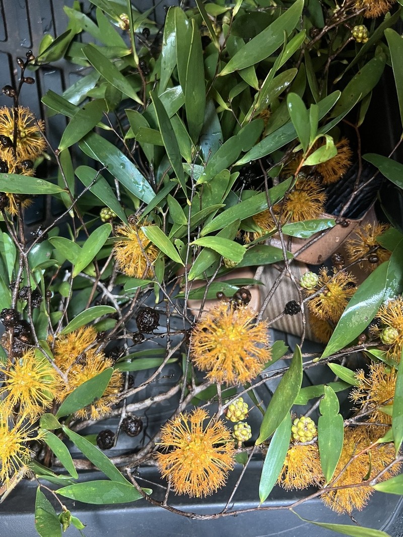 Asteromyrtus symphyocarpa photo 6