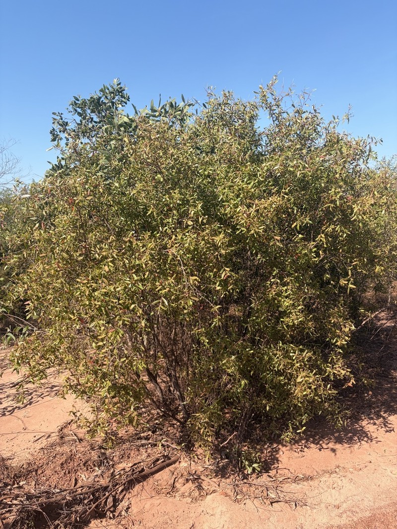 Asteromyrtus symphyocarpa photo 7
