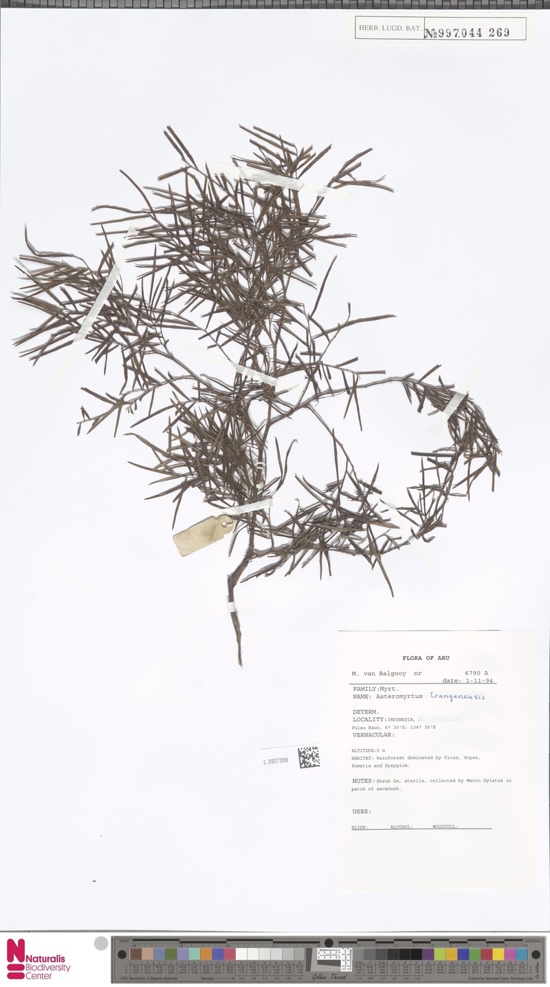 Asteromyrtus tranganensis photo 2