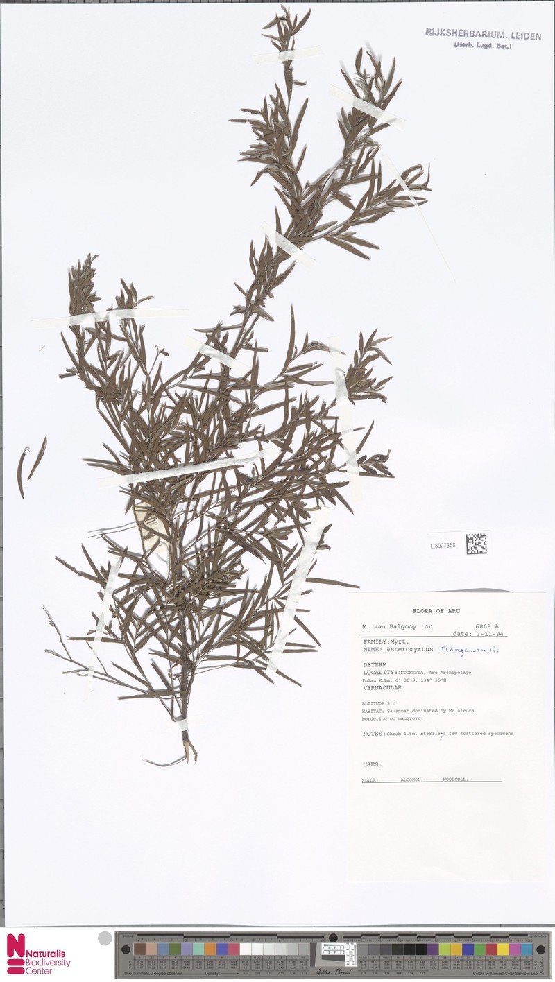 Asteromyrtus tranganensis photo 3
