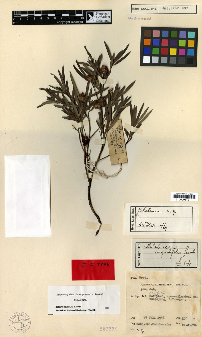 Asteromyrtus tranganensis photo 4
