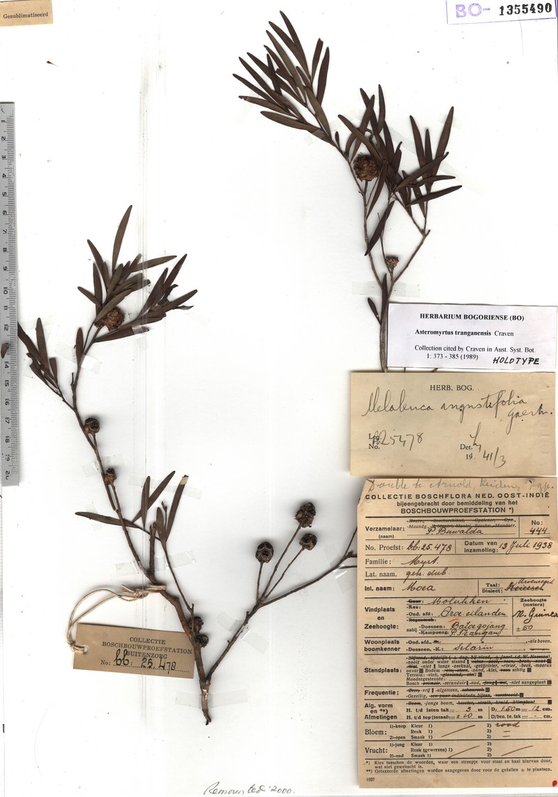 Asteromyrtus tranganensis