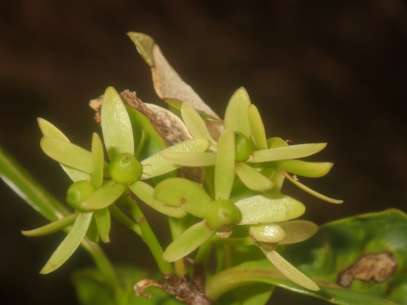 Asteropeia amblyocarpa