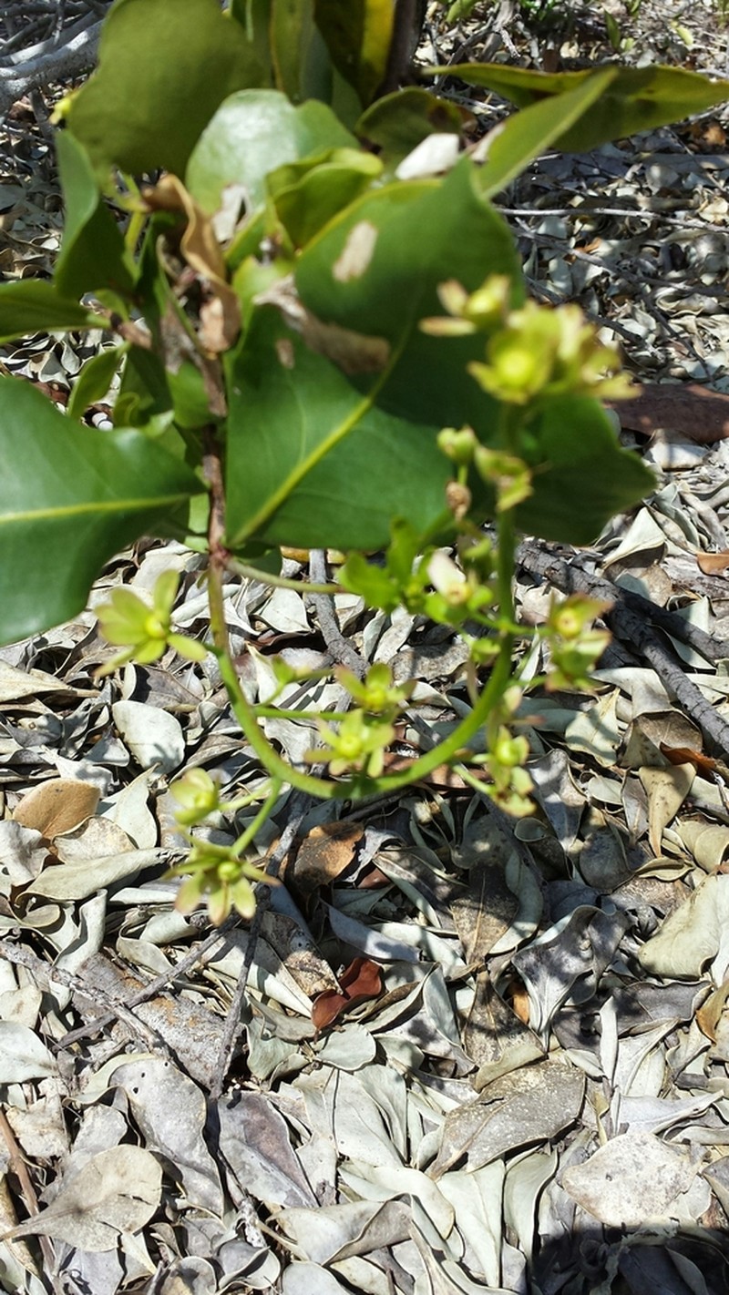 Asteropeia amblyocarpa photo 2